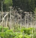 The giant hogweed (<i>Heracleum mantegazzianum</i>) can grow up to 4 m high. It can cause third-degree burns because of the extremely aggressive sap inside the plant.
The plant originally comes from Caucasus. In the 19th century it was introduced to Central Europe as an ornamental plant.