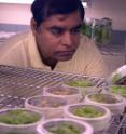 Henry Daniell of University of Central Florida works developing "green vaccines."