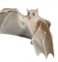 This is a bat.