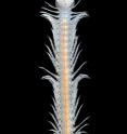 This animal, <i>Speleonectes tulumensis</i>, is from a group of rare, blind, cave-dwelling crustaceans called "remipedes." The new analysis in Nature shows that the remipedes are the crustaceans most closely related to the insects. Remipedes and insects together are now shown to be a sister group to all the other crustacea including the crabs, shrimps, and lobsters.