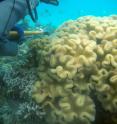 LaJeunesse collected a tiny fragment from a cluster of Sarcophyton soft corals in the clear, "cool" waters of the western Indian Ocean, off the coast of Zanzibar.