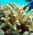 <I>Porites cylindrica</I>s a common species of coral found throughout the world.  LaJeunesse collected a tiny fragment from this specimen in the western Indian Ocean, off the coast of Zanzibar.