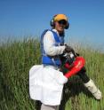 Armed with an industrial vacuum cleaner, Chuan-Kai Ho, a 2008 Ph.D. graduate from UH's department of biology and biochemistry, went about collecting insects from marsh vegetation along the East Coast.  This was done in an effort to find a new solution to a 163-year-old puzzle explaining why animals grow bigger in the cold.  His collaborators were his dissertation adviser and UH professor Steven Pennings and Thomas Carefoot from the University of British Columbia.