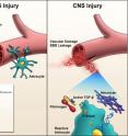 Proposed model for the role of the blood protein fibrinogen that triggers scar formation in the brain and spinal cord. Fibrinogen carries an inactive substance called TGF-B, which circulates in the bloodstream of an uninjured nervous system (left panel). When there’s an injury and blood vessels leak, TGF-B interacts with local brain cells and sends signals that result in scar formation (right panel).