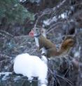 A female North American red squirrel moves a newborn pup to a new nest.