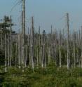 This forest was damaged by acid rain, which contains a corrosive ingredient that can result from the breakdown of chemicals that help protect the Earth’s ozone layer. This forest was damaged by acid rain, which contains a corrosive ingredient that can result from the breakdown of chemicals that help protect the Earth’s ozone layer.