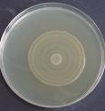 This is an example of swarm movements in a bacteria population.