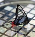 The sensor is sensitive enough to easily detect this Peruvian butterfly (<I>Chorinea faunus</I>) with transparent wings and red-tipped tails, positioned on a sheet of the sensors.