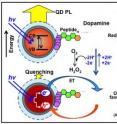 Peptides conjugated to dopamine are pre-reduced to hydroquinone and then self-assembled to QDs.  At low pH, hydroquinone is predominant and as a poor electron acceptor this results in low QD photoluminescence (PL) quenching. As pH increases, ambient O2 in the buffer oxidizes dopamine producing a hydrogen peroxide species. The increasing quinone concentration provides favorable electron acceptors in close proximity to the QD. This produces higher quenching efficiencies with a magnitude directly proportional to the amount of quinone and hence pH.
