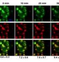 Fluorescent micrographs collected from COS-1 cells co-injected with 550 nm emitting QD-dopamine conjugates and red FLX internal standard nanospheres in buffer at pH 6.5. The growth media was switched to pH 11.5 supplemented with the drug Nystatin and micrographs were captured at the indicated time intervals from both the QD and FLX emission channels. Merged images are shown in the bottom row and pH values extracted at each time interval are shown below.