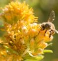Old bees have troubling finding their way to new homes, as learning behavior becomes inflexible with age.