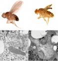 On the right side we can see aberrant fly and mitochondria when SLIMP is silenced. On the right side we can see aberrant fly and mitochondria when SLIMP is silenced.