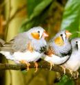 New research that reveals the activity of nerve cells in a songbird's brain as the bird sings a specific song is helping scientists to understand how birds string together sets of syllables -- and it also may provide insight into how the human brain learns language and produces speech. "Unlike dogs and cats, whose vocalizations are innate and unlearned, songbirds learn a song in much the same way as humans learn a language, explains Dezhe Jin at Penn State University. This photo shows an three adult zebra finches, a species that Jin and other members of the research team studied.