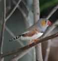 New research that reveals the activity of nerve cells in a songbird's brain as the bird sings a specific song is helping scientists to understand how birds string together sets of syllables -- and it also may provide insight into how the human brain learns language and produces speech. "Unlike dogs and cats, whose vocalizations are innate and unlearned, songbirds learn a song in much the same way as humans learn a language, explains Dezhe Jin at Penn State University. This photo shows an adult zebra finch, which Jin and other members of the research team studied.