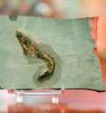 Kent State University professors Rodney Feldmann and Carrie Schweitzer report on the oldest fossil shrimp known to date in the world. The creature in stone is as much as 360 million years old and was found in Oklahoma.