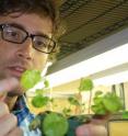 Noah Whiteman examines leaves for tunnels made by the leaf-mining fly, <i>Scaptomyza</i>. Noah Whiteman examines leaves for tunnels made by the leaf-mining fly, <i>Scaptomyza</i>.