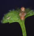 A plant-insect model system: These are <i>Scaptomyza flava</i> flies mating on an <i>Arabidopsis</i> leaf. A plant-insect model system: These are <i>Scaptomyza flava</i> flies mating on an <i>Arabidopsis</i> leaf.