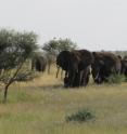 The savanna elephant weighs between six and seven tons, roughly double the weight of the forest elephant.