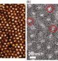 Image (a) is an AFM image of a polymer membrane whose dark core corresponds to organic nanotubes. (b) is a TEM showing a sub-channeled membrane with the organic nanotubes circled in red. Inset shows zoomed-in image of a single nanotube.