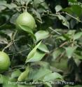 Researchers in China have discovered the genetic origins of citrus, including bergamot (pictured).