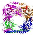 Histone acetyltransferases (HATs) are enzymes that can epigenetically modify gene regulation. Just how they modify their targets depends on the shape they form. This ring structure is formed by two Rtt109 HATs (purple and gold) and two Vsp75 "chaperones" (blue and green), which are proteins that guide the enzymes to their target by, in part, dictating the size of the hole formed when they make a ring. As the HAT settles atop its target (a histone protein) the shape of the ring complex determines which part of the target gets modified. Other chaperones may help Rtt109 modify other parts of its target protein.