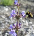 This is <i>Penstemon pachyphyllus<i> and a bumblebee.