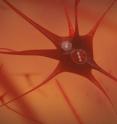 A vector is introduced into the healthy brain cell and transmits the mutated gene.