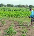 A cotton farmer in Warangal District, Andhra Pradesh, sprays pesticides on his Bt cotton.  While overall pesticide use has been cut in half with the adoption of Bt seeds, spraying for pests not affected by Bt, such as aphids, is now rising.