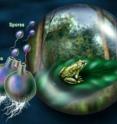 Earth's warming climate is contributing to an infection responsible for tropical frog extinctions.