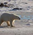 A female polar bear walks along the shore of Canada's Hudson Bay, waiting for ice to form.