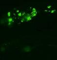 The top zebrafish is heavily infected with TB bacteria, which are green fluorescent. The bottom fish has been treated with isoniazid for five days. While most of the infection is cleared, making the bottom fish barely visible, you still can see the residual, antibiotic-tolerant bacteria. The top zebrafish is heavily infected with TB bacteria, which are green fluorescent. The bottom fish has been treated with isoniazid for five days. While most of the infection is cleared, making the bottom fish barely visible, you still can see the residual, antibiotic-tolerant bacteria.