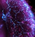 This image shows blue-light sensing arousal neurons.
