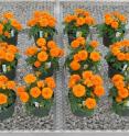 Front row shows marigolds treated with synthetic controlled-release fertilizer, middle row shows chicken litter-based organic fertilizer and back row shows chicken litter-based organic fertilizer.