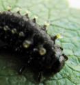 This is a <i>Chrysomela lapponica</i> larva on a birch leaf. The larva emits toxic secretions, visible as vesicles, from their defensive glands as a chemical protection against predators.