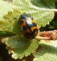This is an adult <i>Chrysomela lapponica</i> beetle.