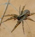 This is a female wolf spider (<i>Schizocosa ocreata</i>).