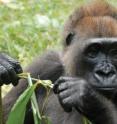 Cross River gorillas today are critically endangered.