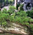 Researchers say people relate to plants in parables and pictures. For instance, they say people who experienced tough environments and difficult life experiences may relate to the ruggedness of pine trees."