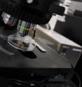 The live experiment used state-of-the-art fluorescent microscopy to show copper eradicating an exceptionally high challenge of MRSA bacteria -- one of the notorious antibiotic-resistant superbugs -- within minutes. The live experiment used state-of-the-art fluorescent microscopy to show copper eradicating an exceptionally high challenge of MRSA bacteria -- one of the notorious antibiotic-resistant superbugs -- within minutes.
