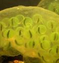 Salamander embryos grow inside egg capsules that are covered with and usually infiltrated by a type of green algae.