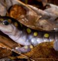 Spotted salamanders are the first known vertebrate to have an endosymbiont. The salamanders are found throughout eastern North America.