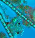 These are diatoms taken from Lake Michigan.