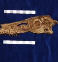 <I>Velociraptor mongoliensis</I> was a nocturnal carnivore.