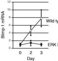 Purified B cells were stimulated with anti-CD40 and IL-4 for the number of days indicated, and the amount of Blimp-1 mRNA was measured. Blimp-1 was induced in wild type mice, but not in ERK KO mice.