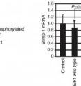 In vitro stimulated cells (similar to Figure 2) were subjected to Western Blotting analysis. ERK KO B cells showed impaired Elk1 phosphorylation (left). B cells with the mutant Elk1, which are genetically modified not to be phosphorylated by ERKs, showed impaired Blimp-1 induction (right).