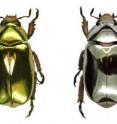 The <i>Chrysina aurigans</i> (left) and the <i>Chrysina limbata</i> (right) beetle specimens displaying their brilliant golden and silver appearance, respectively.