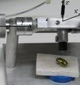 Device used to carry out the direct reflectance measurements under normal incidence of non-polarized light on the elytron (forewing) of a beetle. The allowed displacements and rotations of the probe holder allow the researchers to focus the beam on the beetle’s elytron perpendicularly.