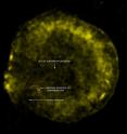 This image shows iron debris in Tycho's supernova remnant. The site of the supernova explosion is shown, as inferred from the motion of the possible companion to the exploded white dwarf. The position of material stripped off the companion star by the explosion, and forming an X-ray arc, is shown by the white dotted line. This structure is most easily seen in an image showing X-rays from the arc's shock wave. Finally, the arc has blocked debris from the explosion creating a "shadow" in the debris between the red dotted lines, extending from the arc to the edge of the remnant. This image shows iron debris in Tycho's supernova remnant. The site of the supernova explosion is shown, as inferred from the motion of the possible companion to the exploded white dwarf. The position of material stripped off the companion star by the explosion, and forming an X-ray arc, is shown by the white dotted line. This structure is most easily seen in an image showing X-rays from the arc's shock wave. Finally, the arc has blocked debris from the explosion creating a "shadow" in the debris between the red dotted lines, extending from the arc to the edge of the remnant.