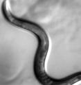 This is a black-and-white image of a live <i>C. Elegans</i> nematode.