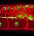 Form reveals function: Confocal microscopy image of live, anesthetized adult <i>C. elegans</i> reveals architecture of nematode's reproductive tissue. Fluorescent markers highlight cell boundaries (red) and DNA (green).